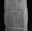 Long Calamites Trunk Section - West Virginia #28552-1